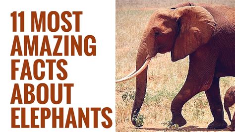 大象噴水|象生活 Facts about Elephants